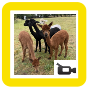 Llamas