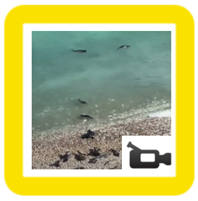 Seals