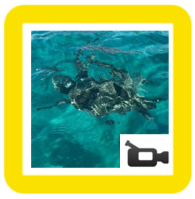 dolphins