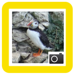 puffin
