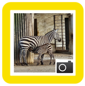 Zebras