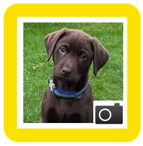 Chocolate brown labrador