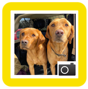 Dogs