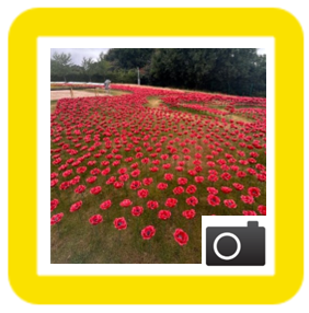 poppies