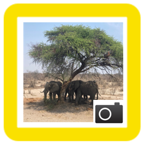 Safari