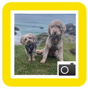 dogs
