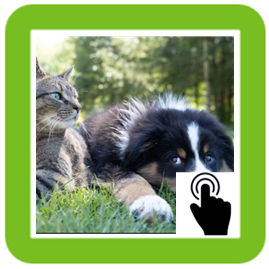 cat and dog