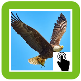 Golden Eagle