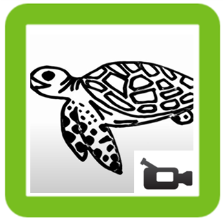 Turtle drawing