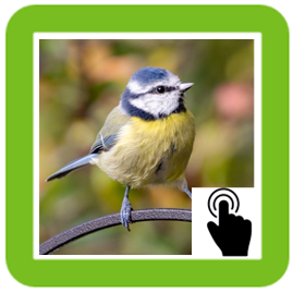 Blue tit