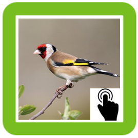 Goldfinch