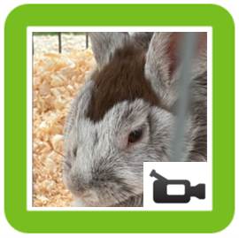 rabbit