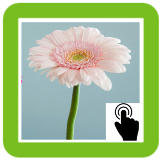 Flower Riddle