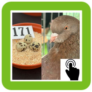 pigeon