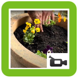 Planting