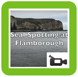 Seal Spotting