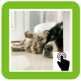 Pets